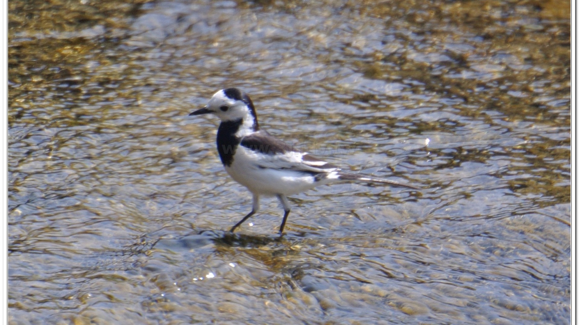 白面白鶺鴒(M. a. lugens)