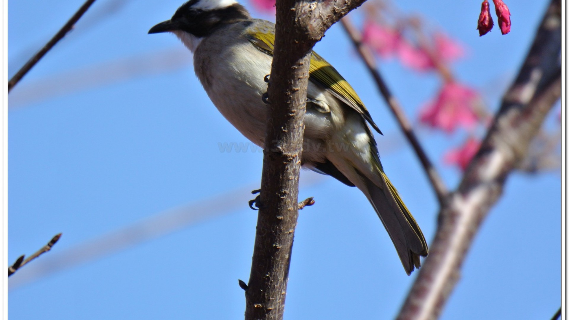 白頭翁(Pycnonotus sinensis formosae)