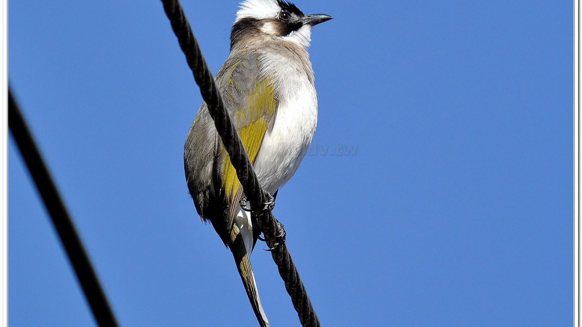 白頭翁(Pycnonotus sinensis formosae)