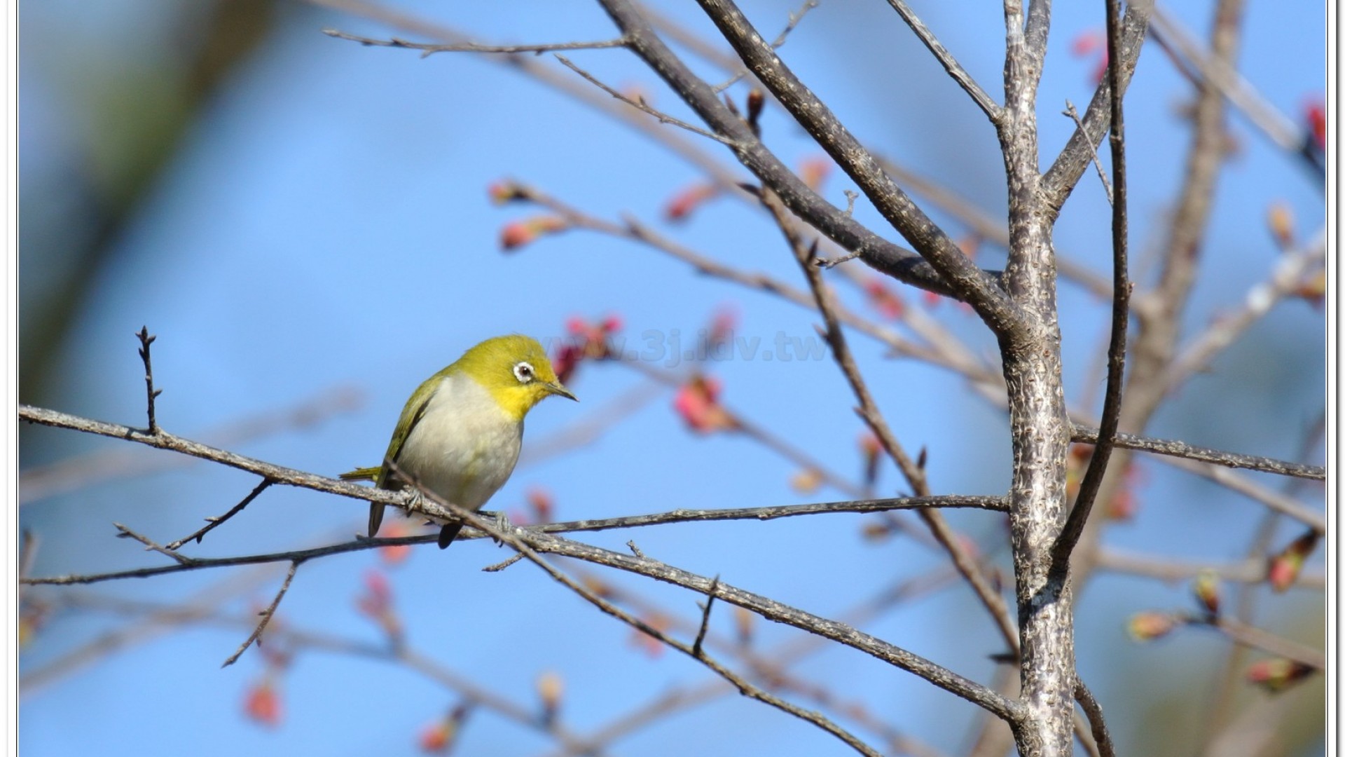 綠繡眼(Zosterops japonicus simplex)