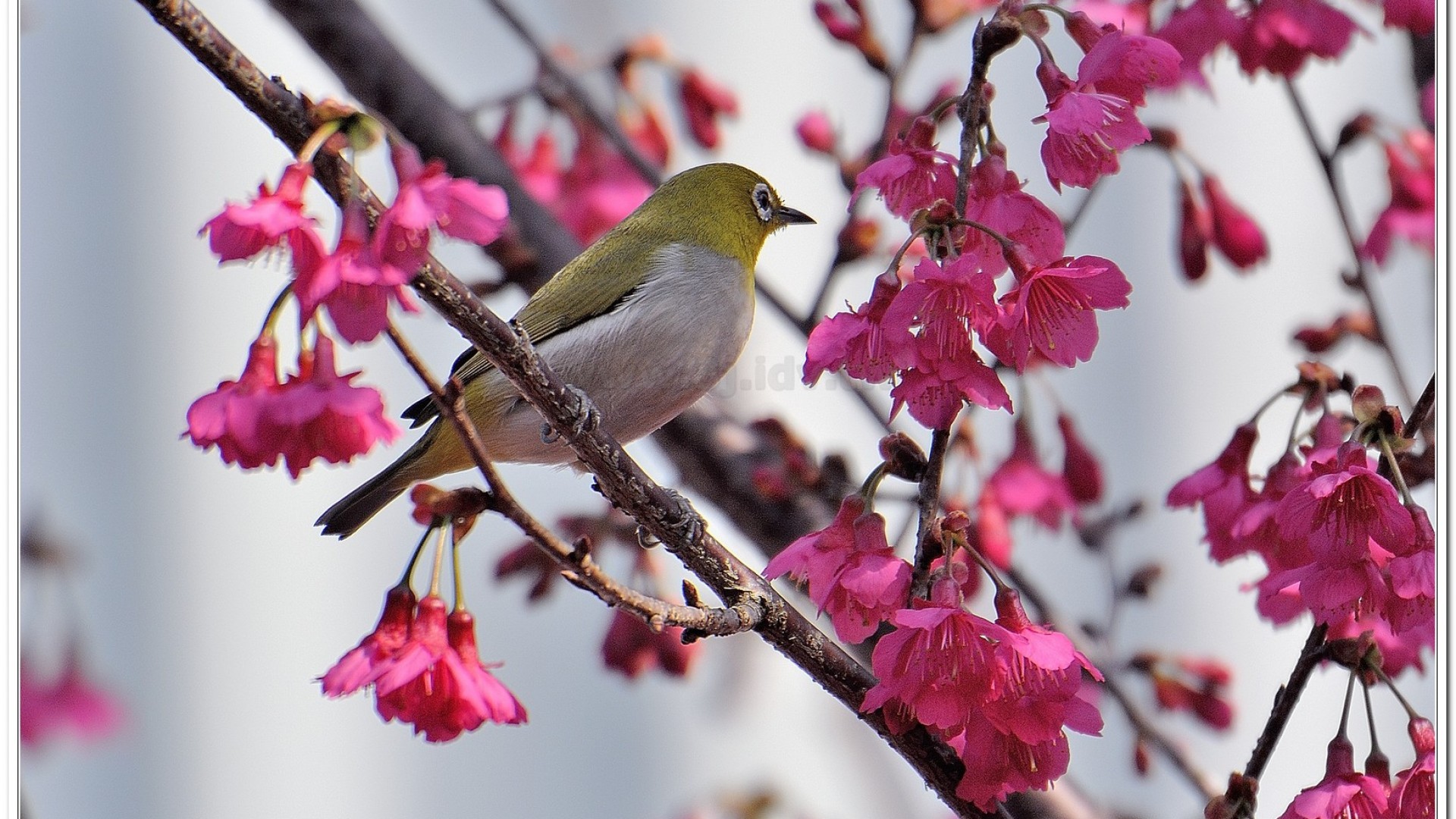 綠繡眼(Zosterops japonicus simplex)