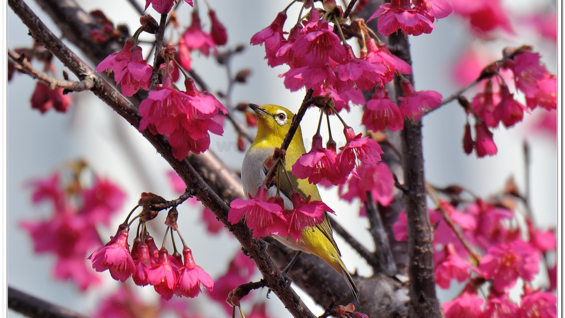 綠繡眼(Zosterops japonicus simplex)