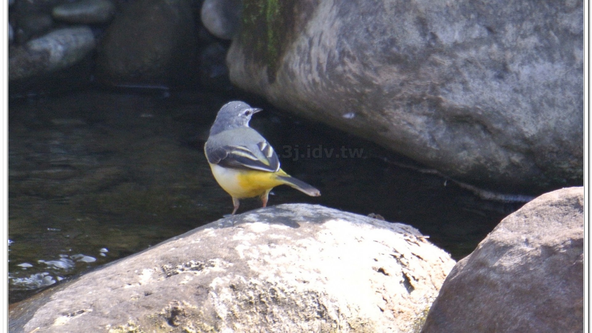 灰鶺鴒(motacilla cinerea)