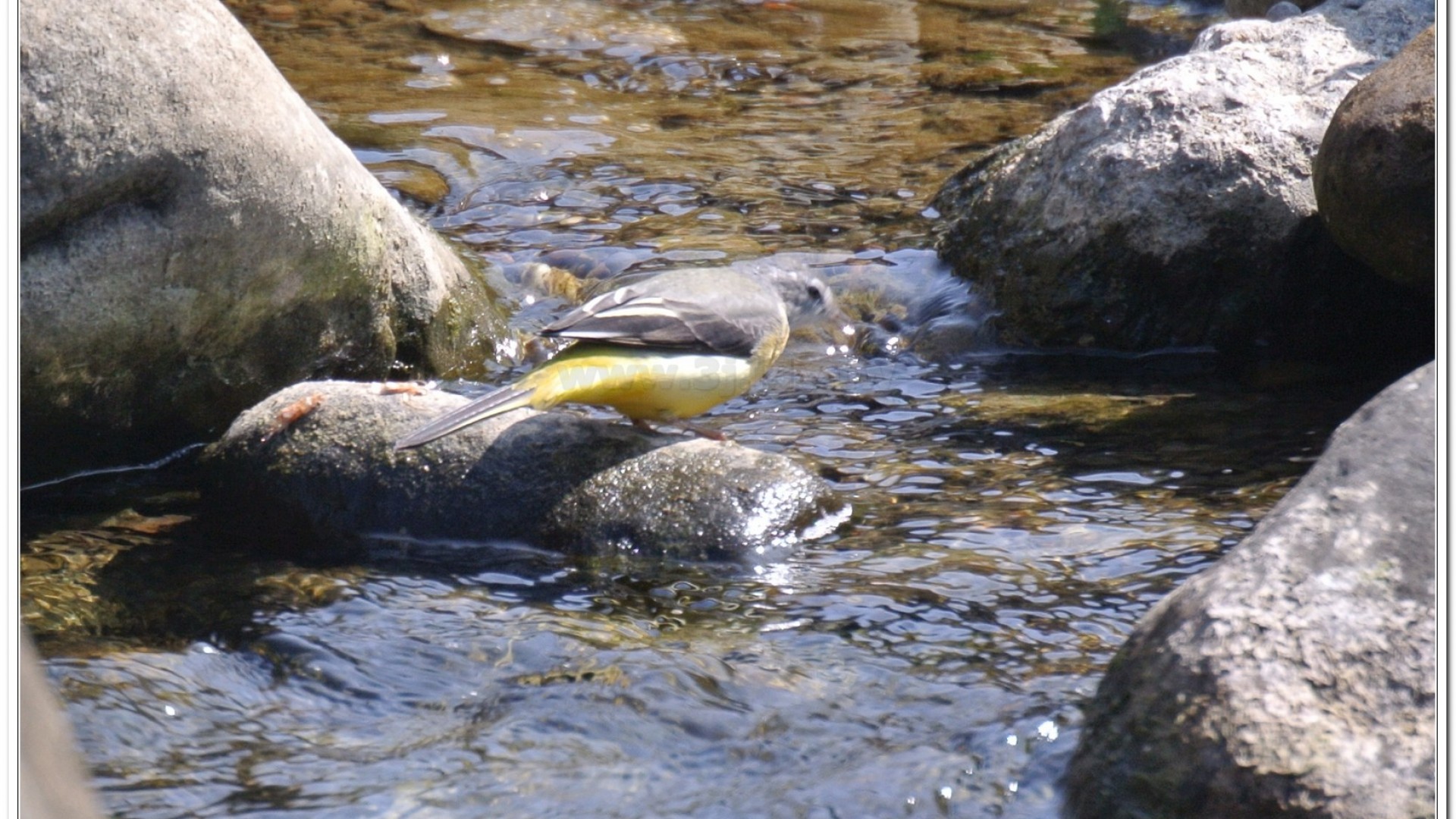 灰鶺鴒(motacilla cinerea)