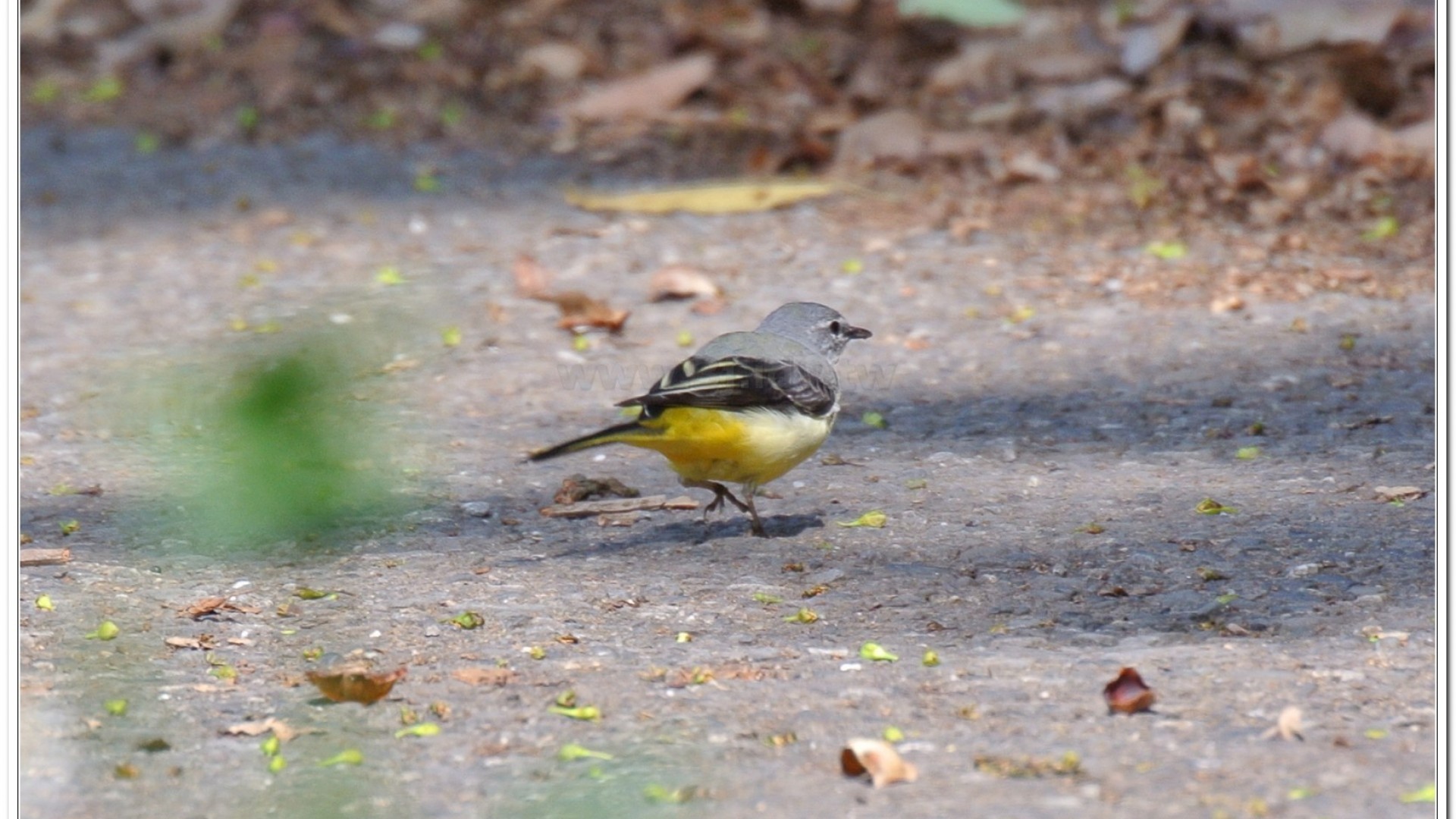 灰鶺鴒(motacilla cinerea)