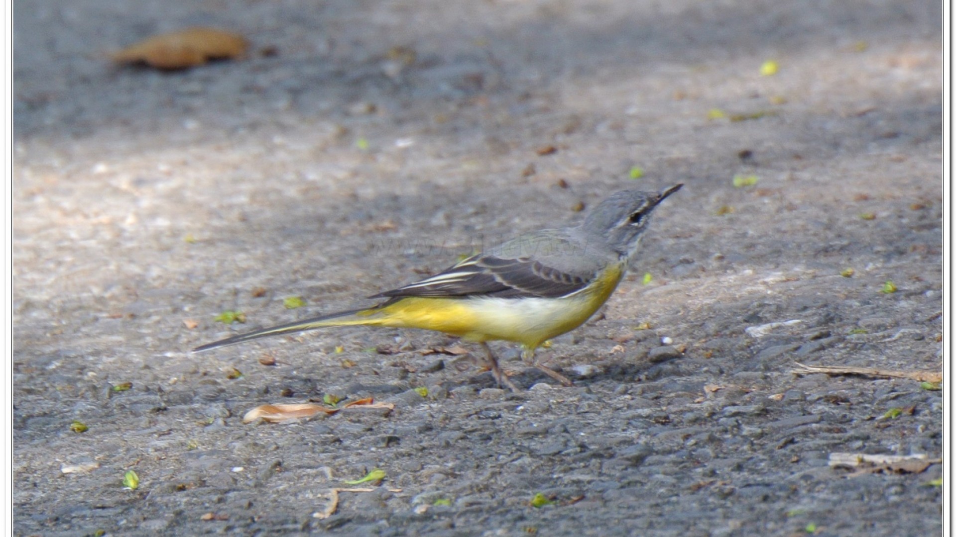 灰鶺鴒(motacilla cinerea)