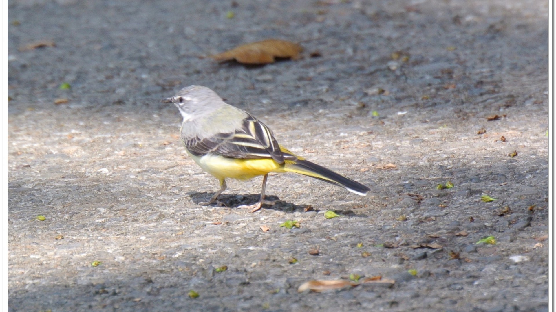 灰鶺鴒(motacilla cinerea)