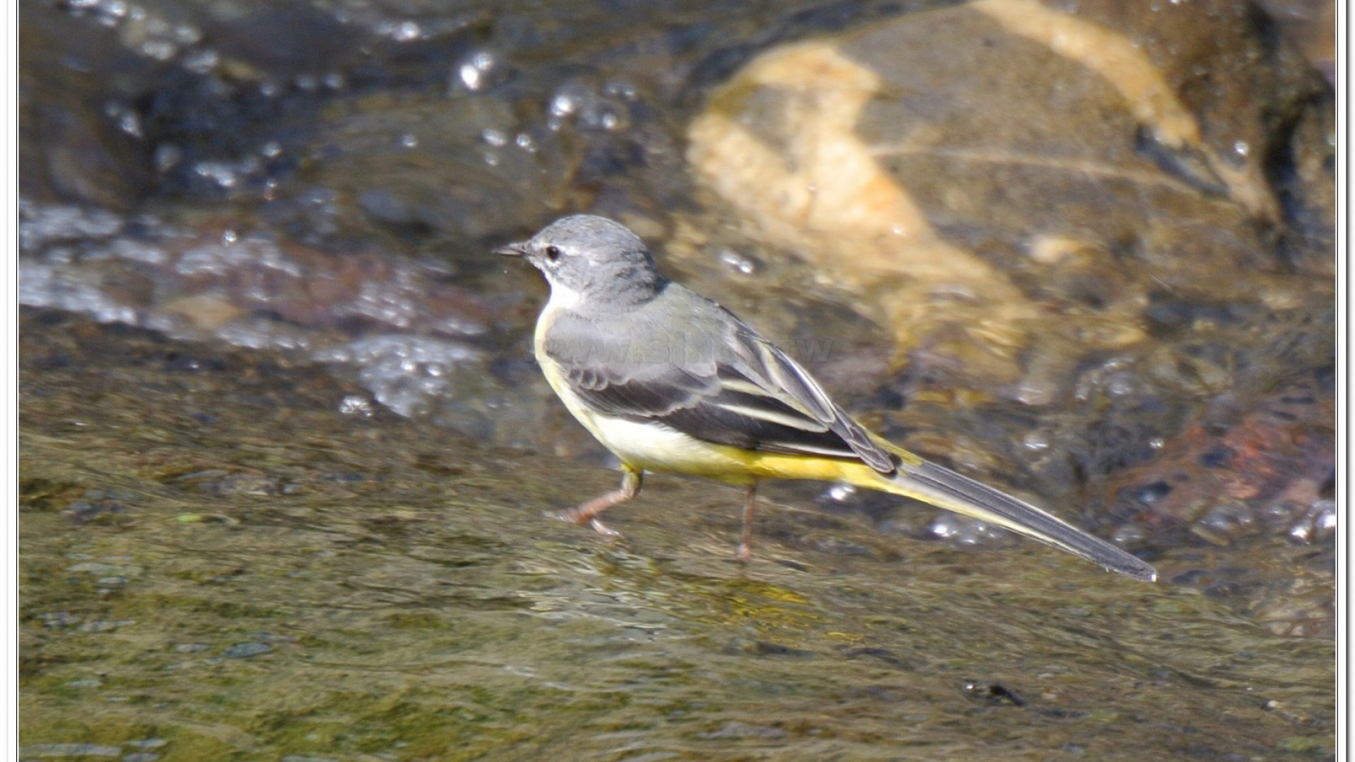 灰鶺鴒(motacilla cinerea)