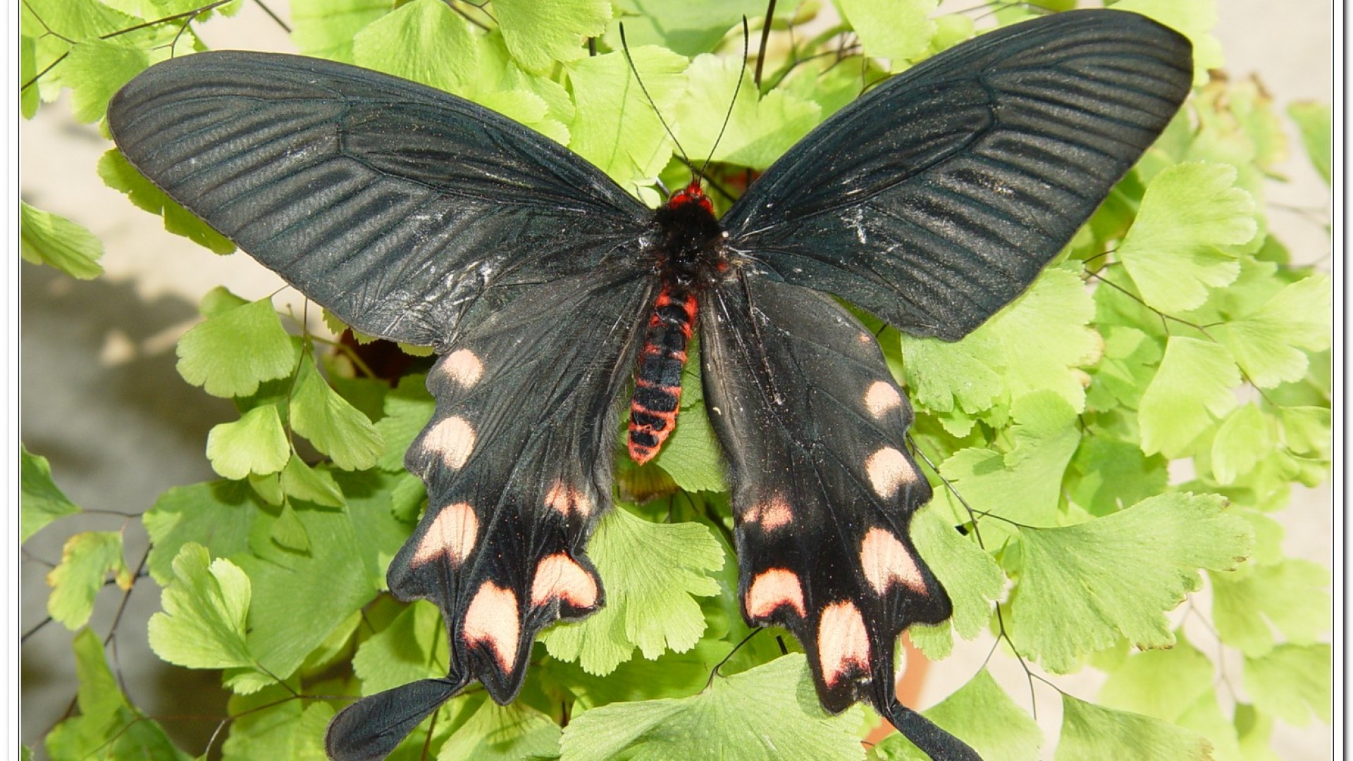 台灣麝香鳳蝶(Byasa impediens febanus )