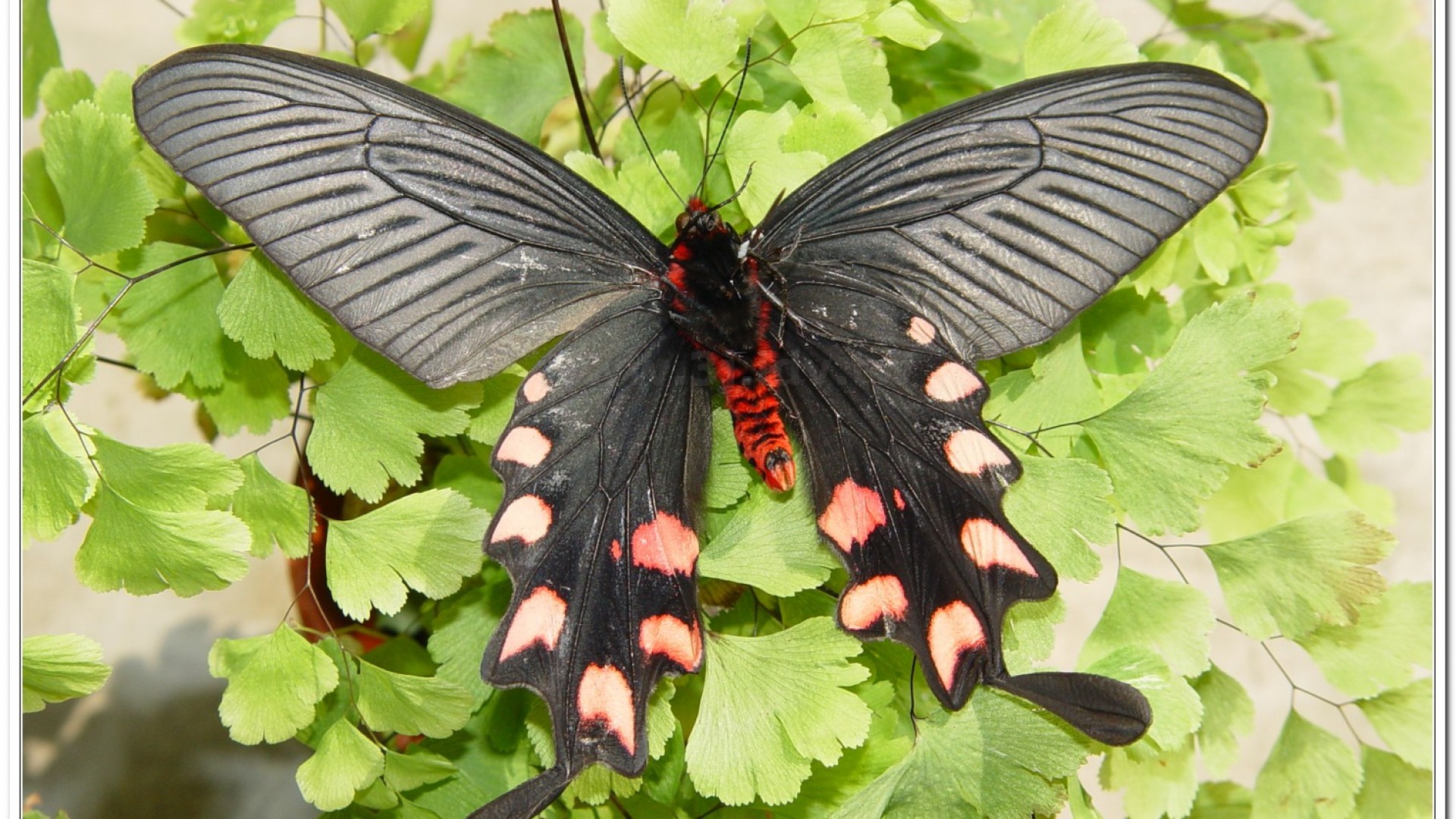 台灣麝香鳳蝶(Byasa impediens febanus )