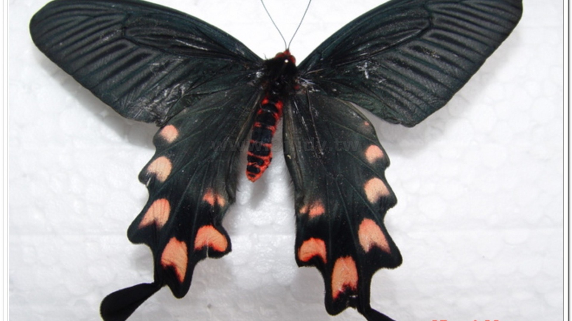 台灣麝香鳳蝶(Byasa impediens febanus )