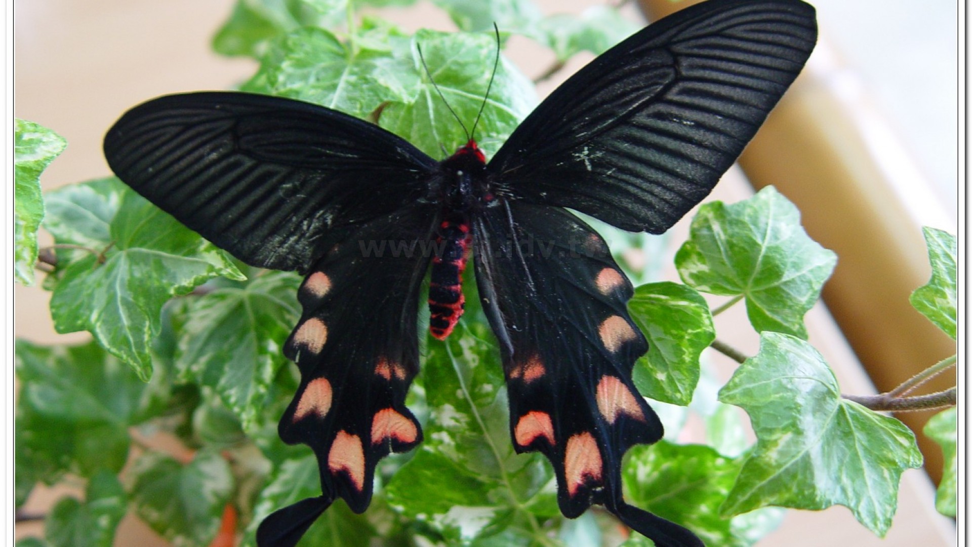 台灣麝香鳳蝶(Byasa impediens febanus )