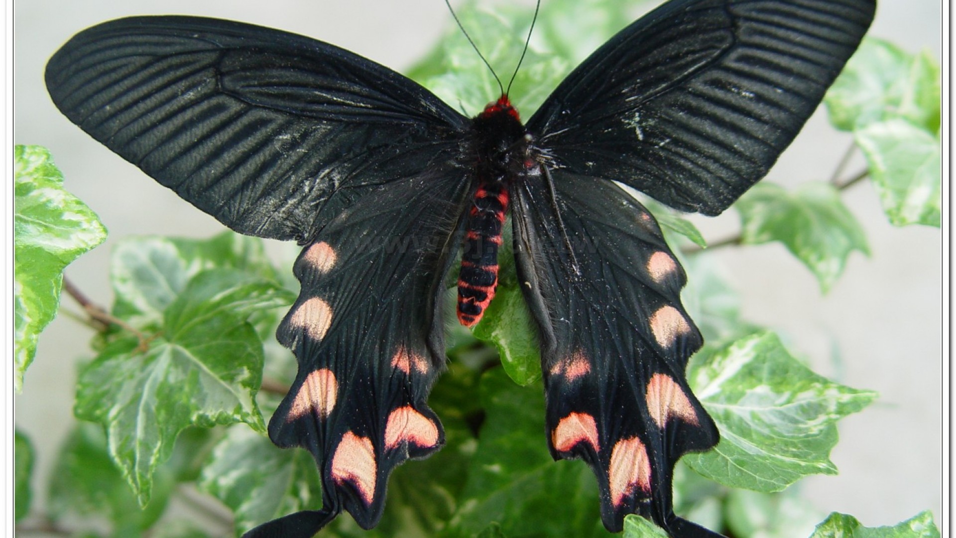 台灣麝香鳳蝶(Byasa impediens febanus )