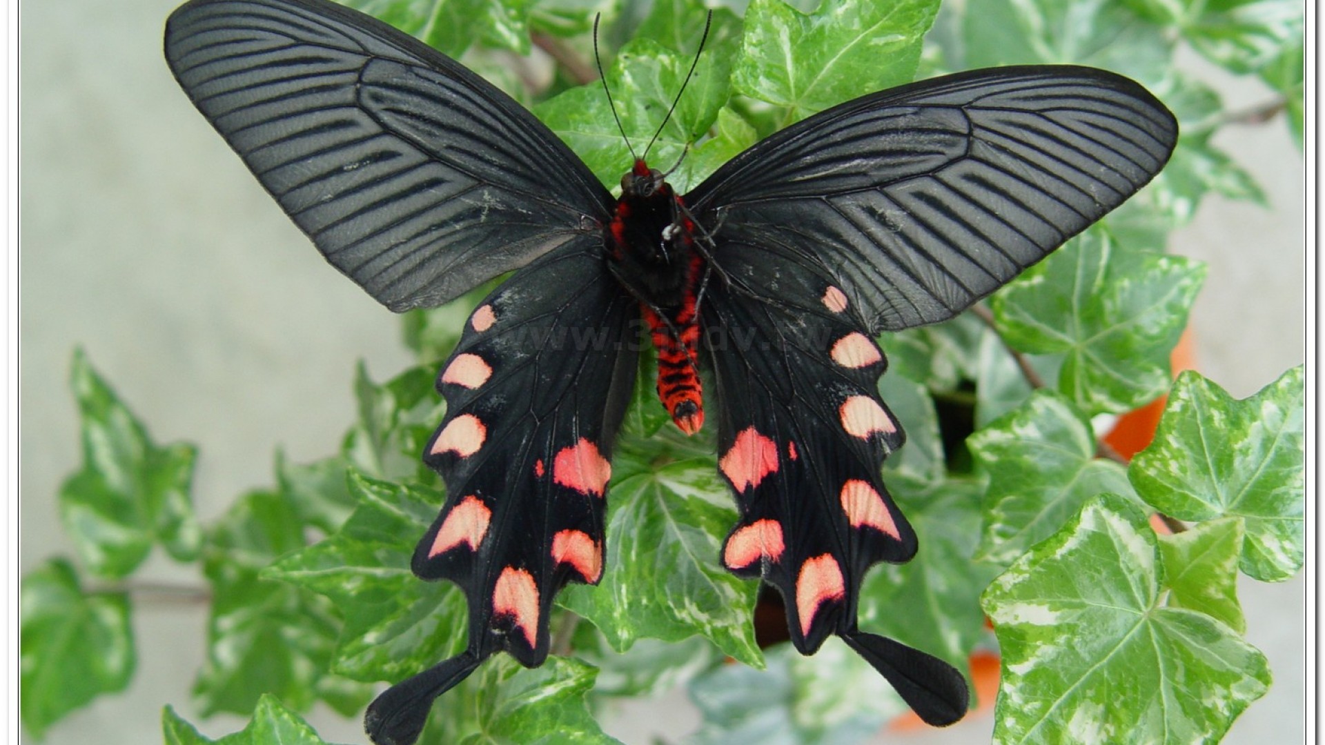 台灣麝香鳳蝶(Byasa impediens febanus )