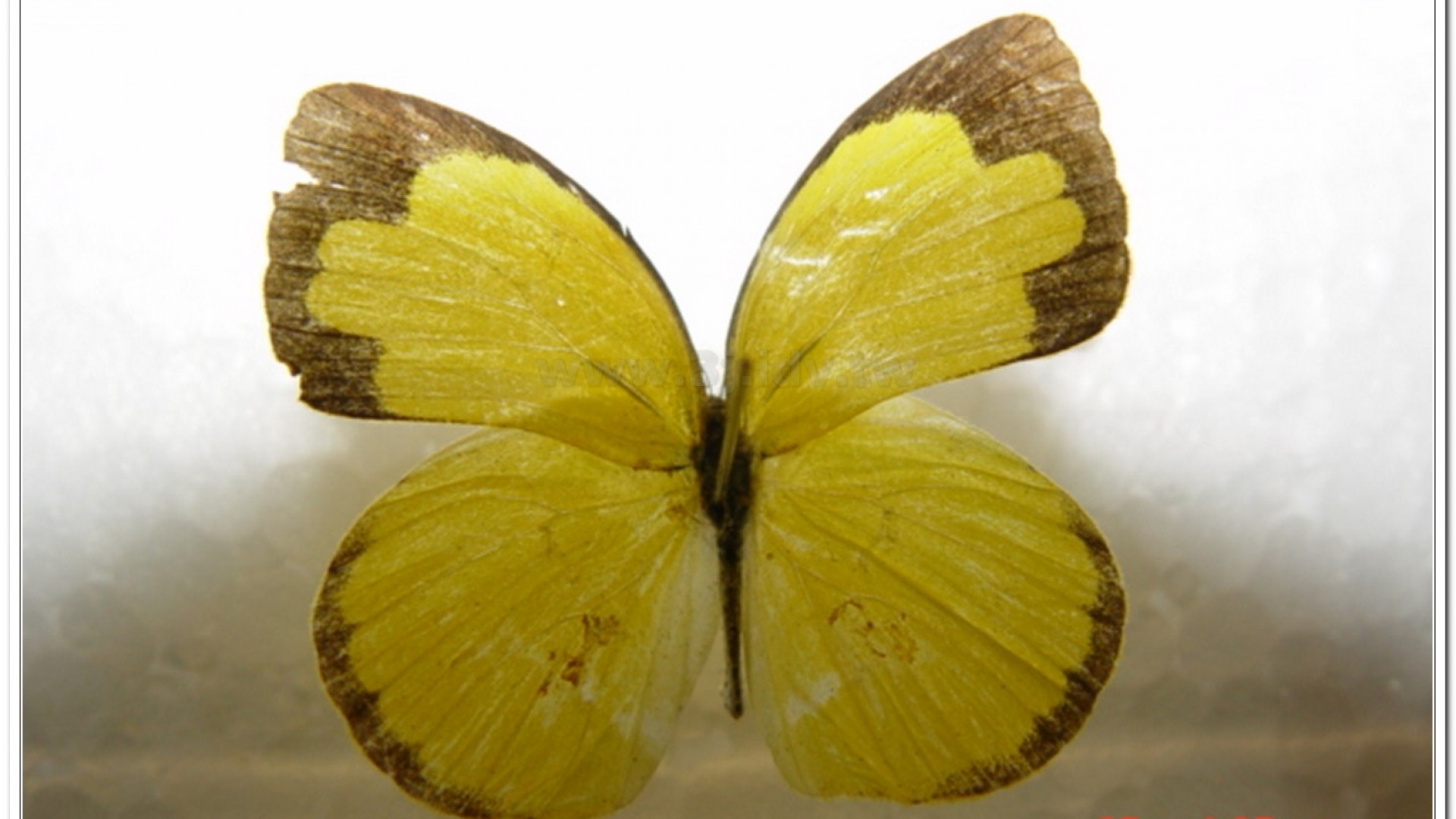 台灣黃蝶(Eurema blanda arsakia )
