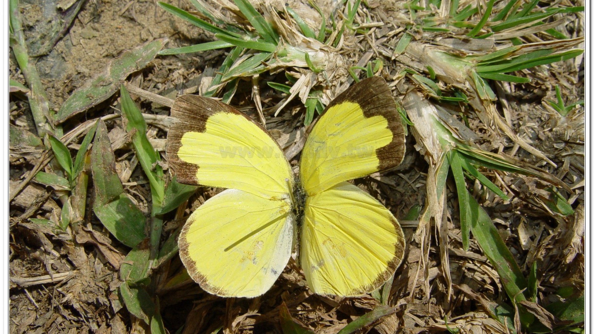 台灣黃蝶(Eurema blanda arsakia )