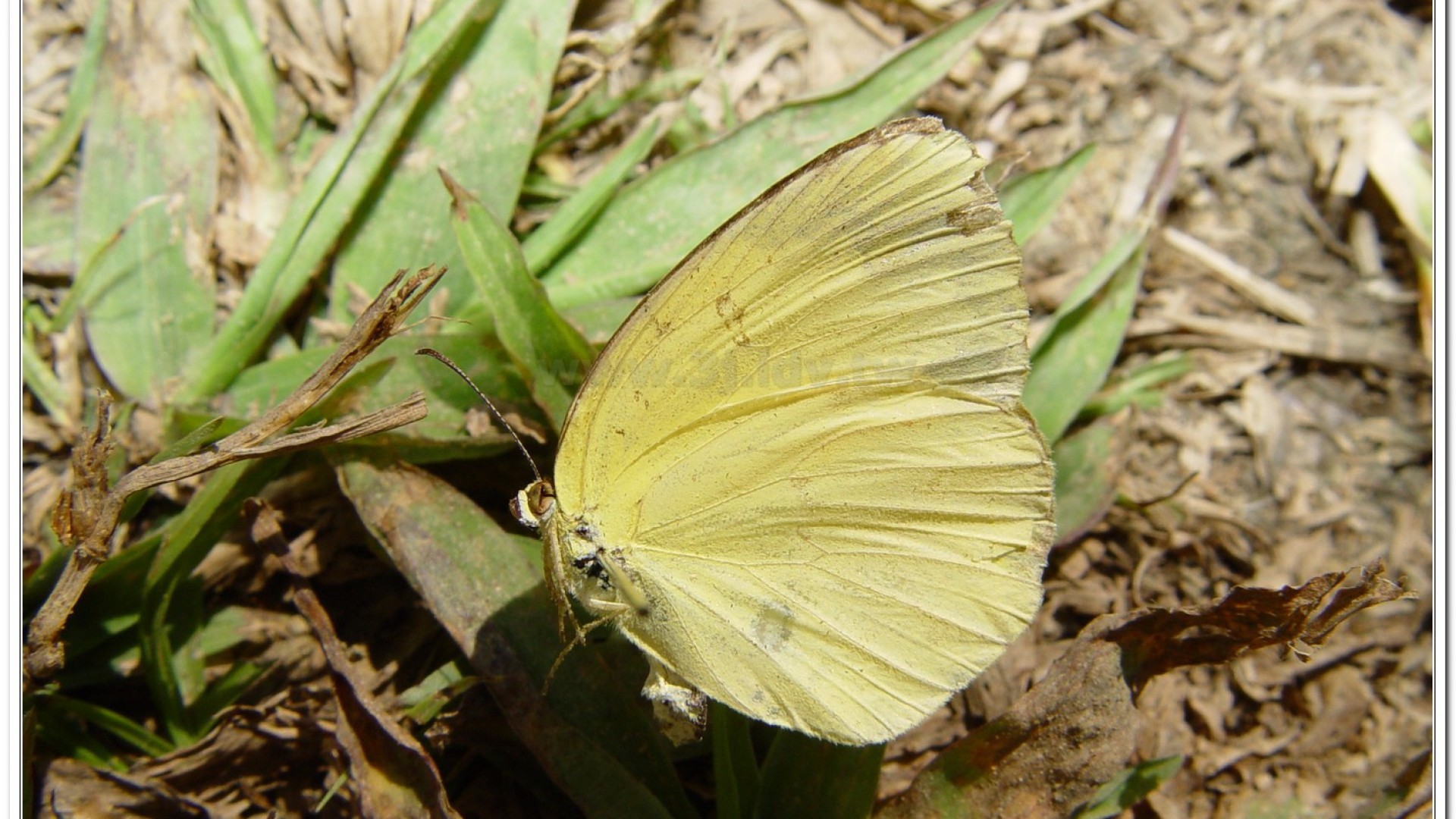 台灣黃蝶(Eurema blanda arsakia )