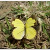 台灣黃蝶(Eurema blanda arsakia )
