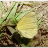 台灣黃蝶(Eurema blanda arsakia )