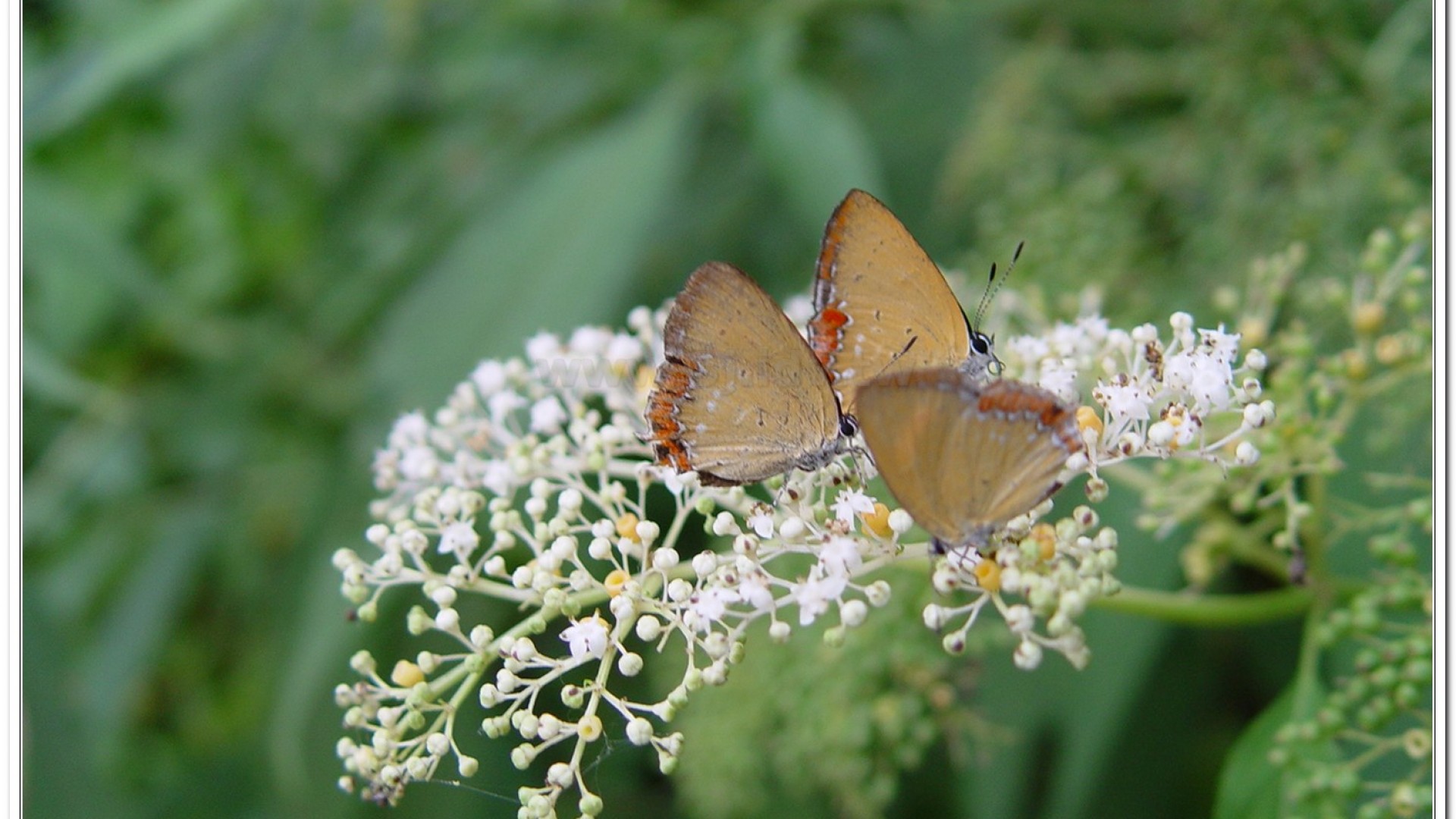 紫日灰蝶(Heliophorus ila matsumurae)