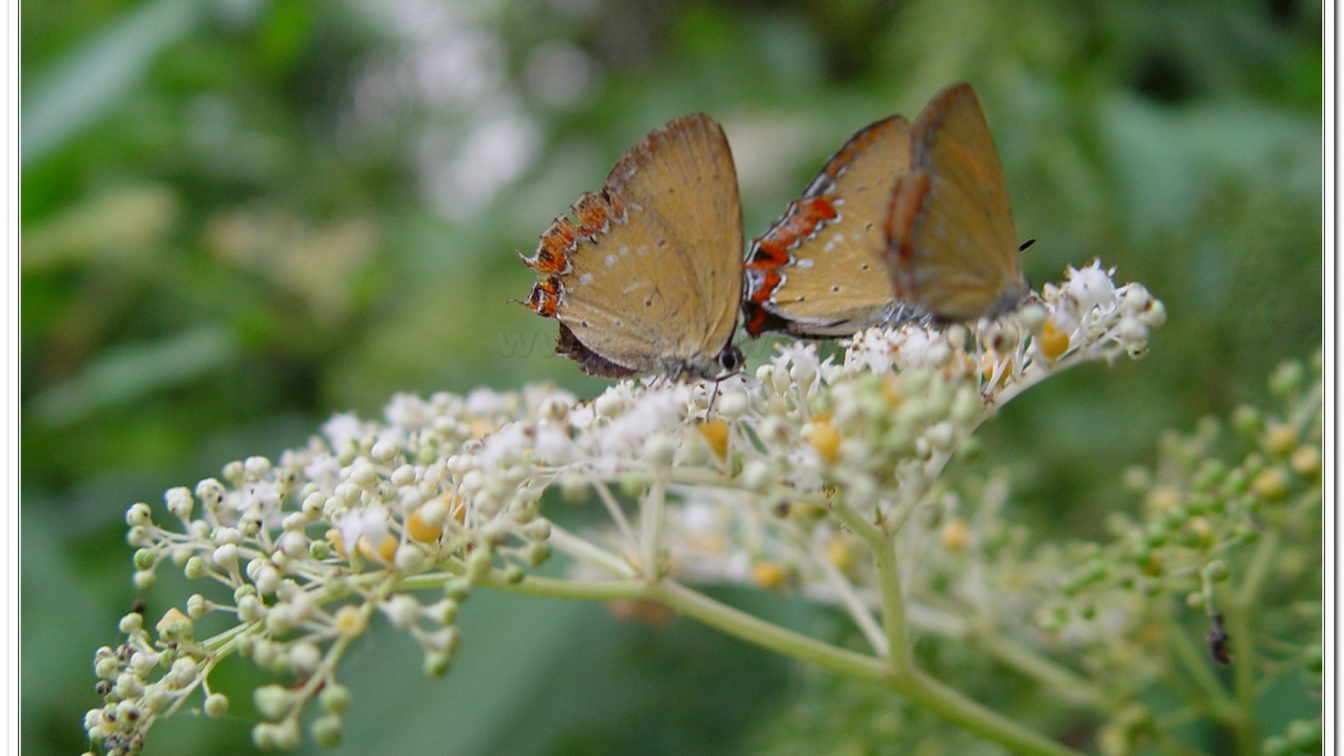 紫日灰蝶(Heliophorus ila matsumurae)