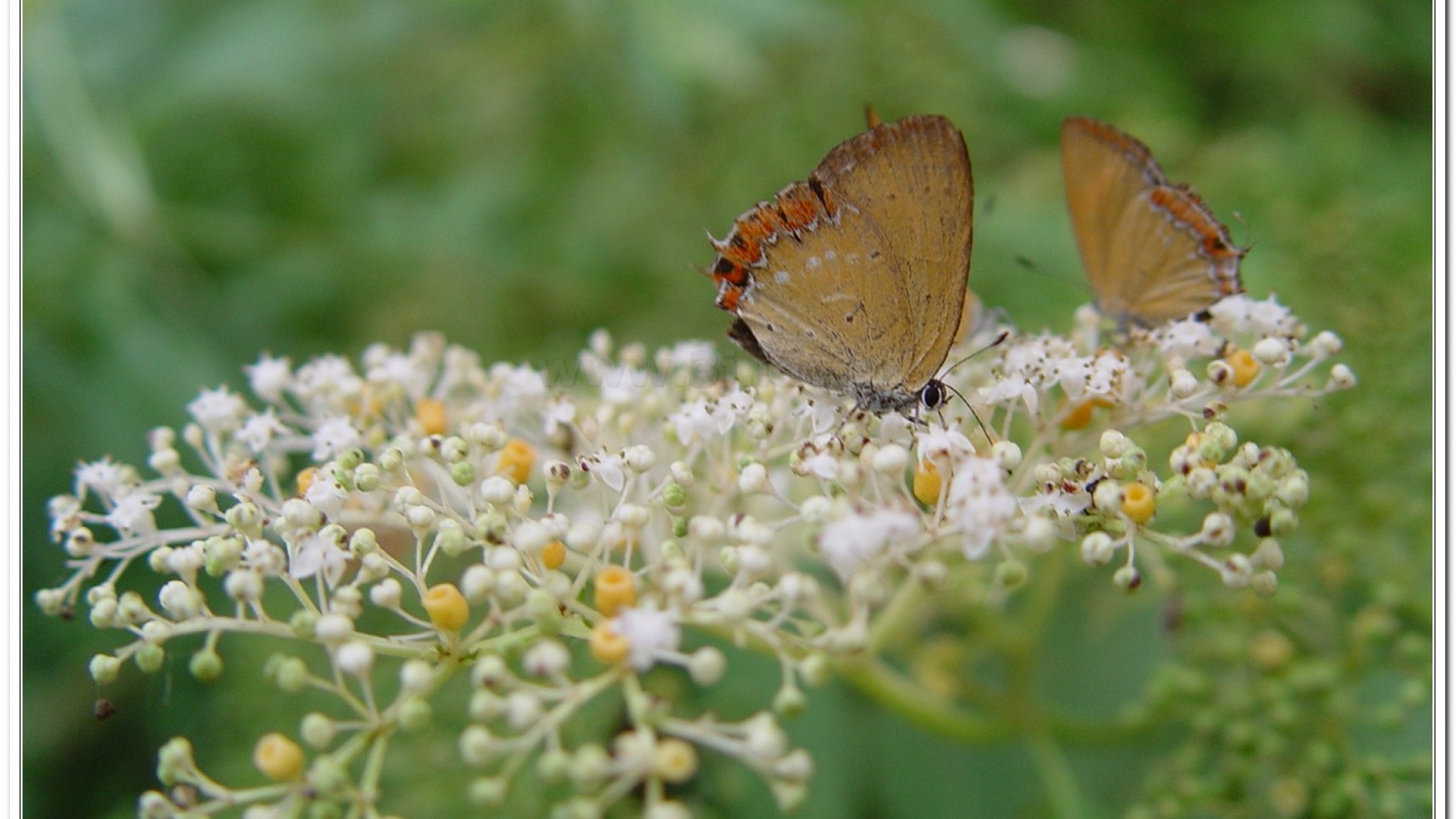 紫日灰蝶(Heliophorus ila matsumurae)