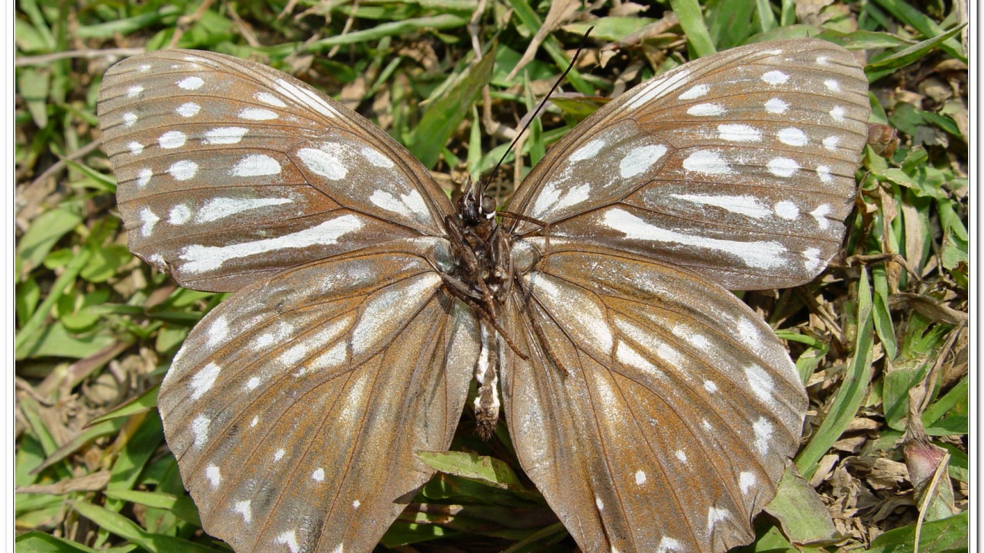 白條蔭蝶(Lethe europa pavida )