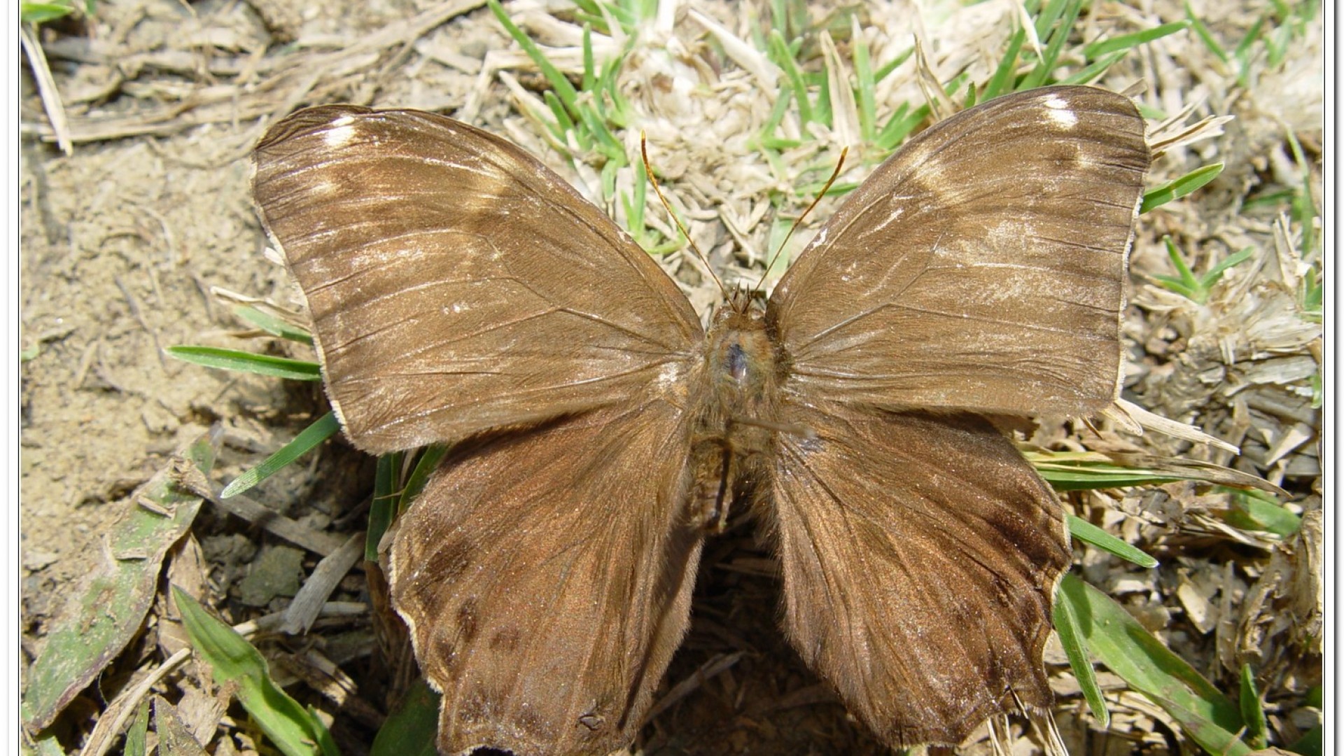 白條蔭蝶(Lethe europa pavida )
