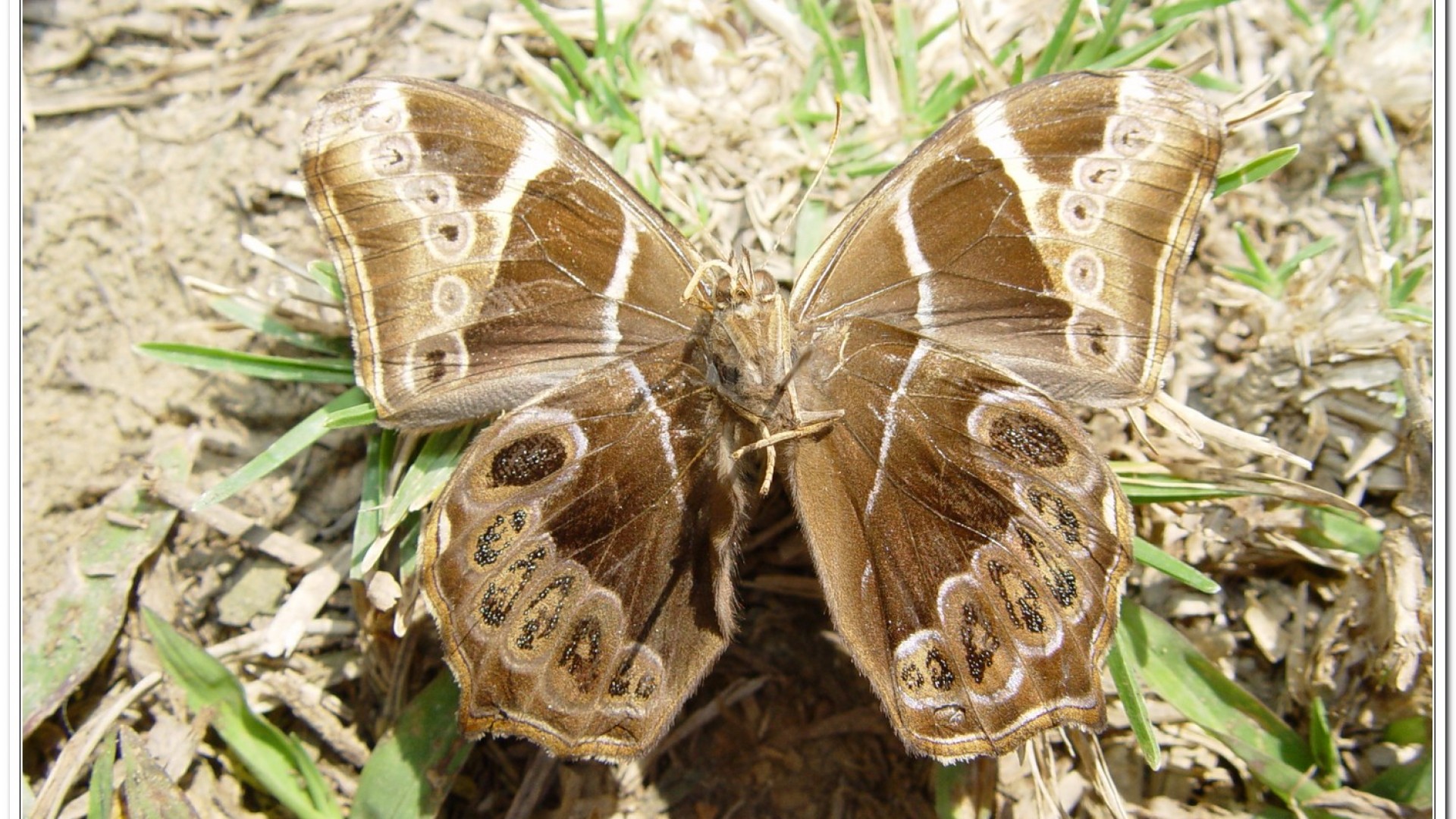 白條蔭蝶(Lethe europa pavida )