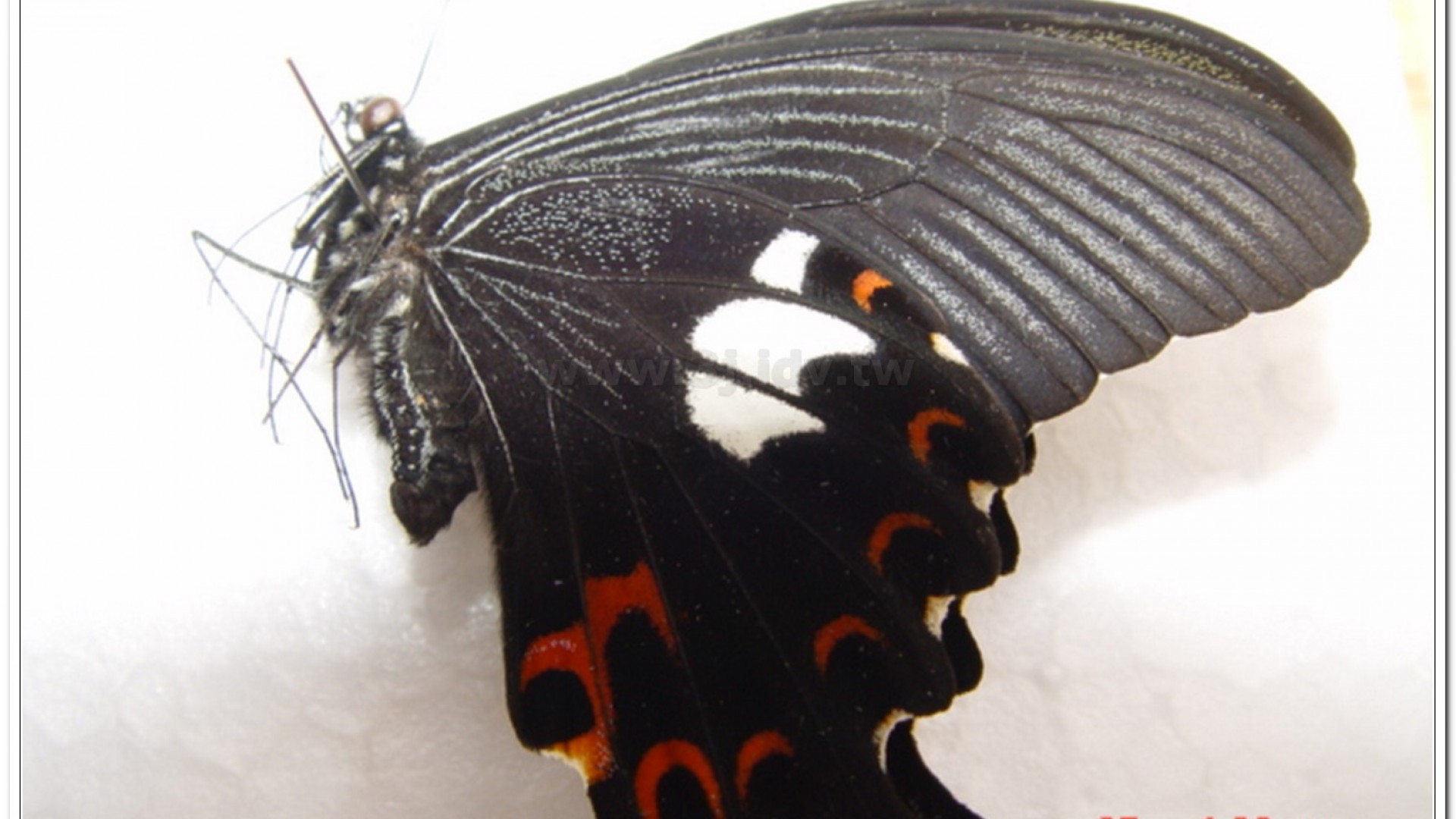 白紋鳳蝶(Papilio helenus fortunius)