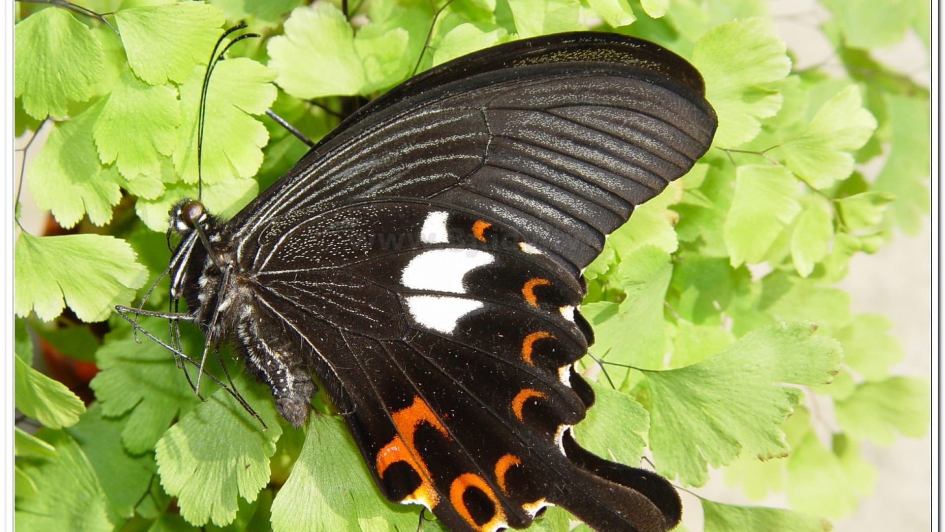 白紋鳳蝶(Papilio helenus fortunius)