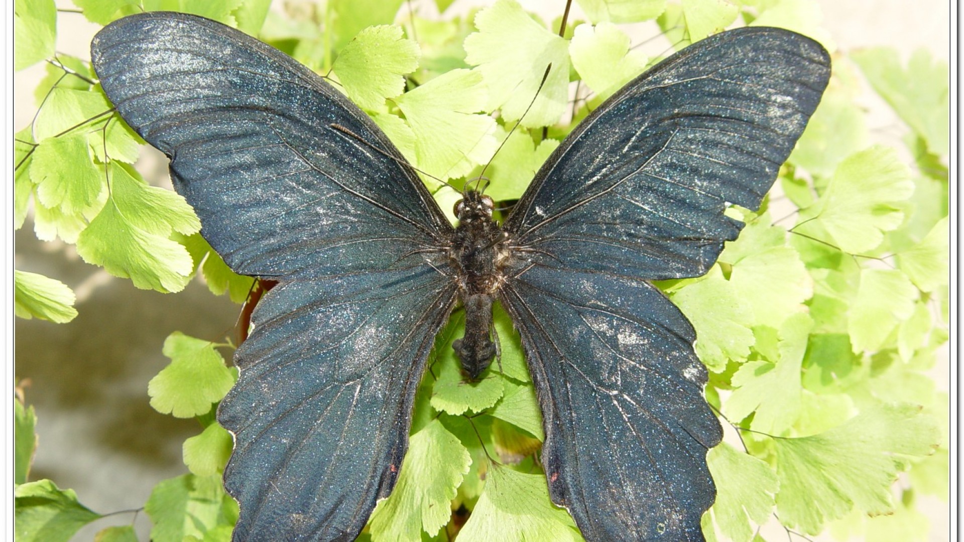 台灣鳳蝶(Papilio thaiwanus )
