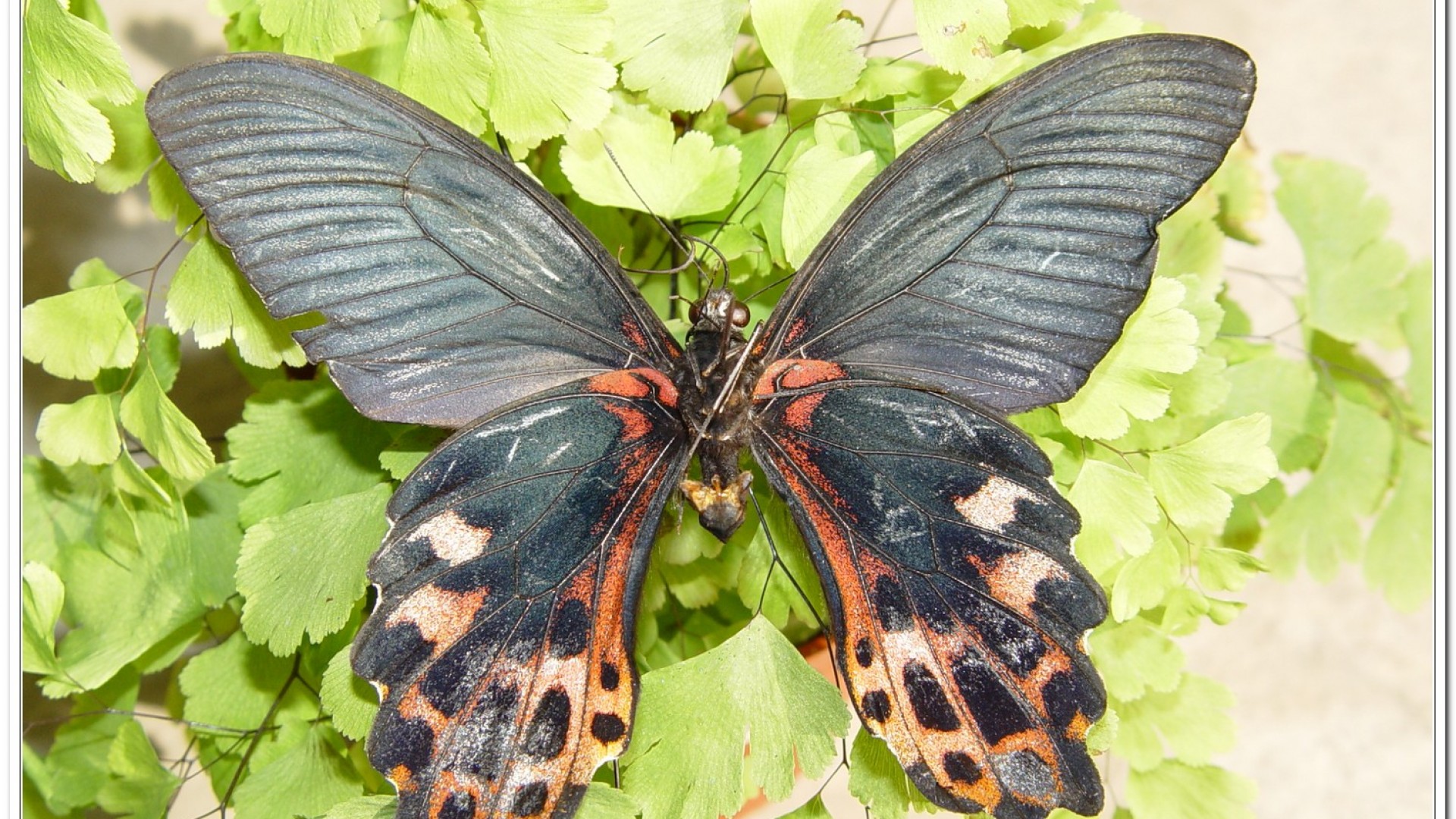 台灣鳳蝶(Papilio thaiwanus )