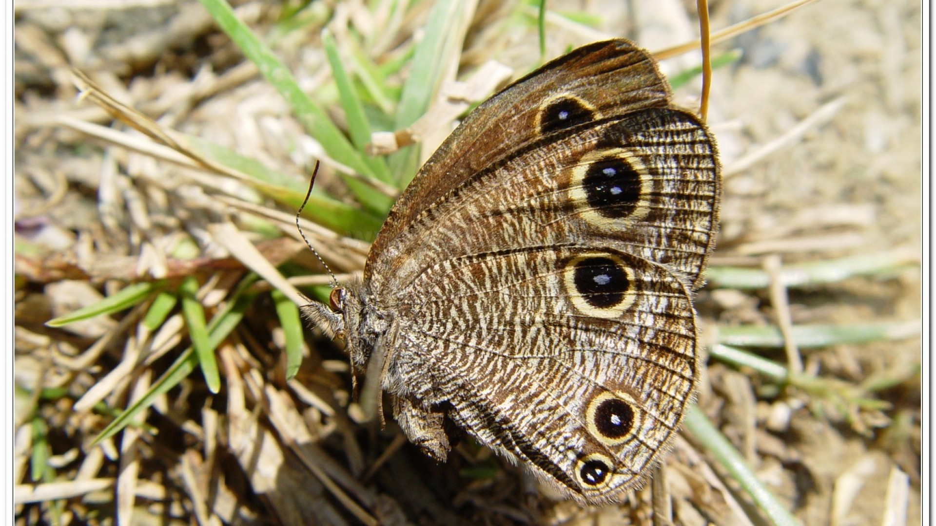台灣波紋蛇目蝶(Ypthima multistriata )