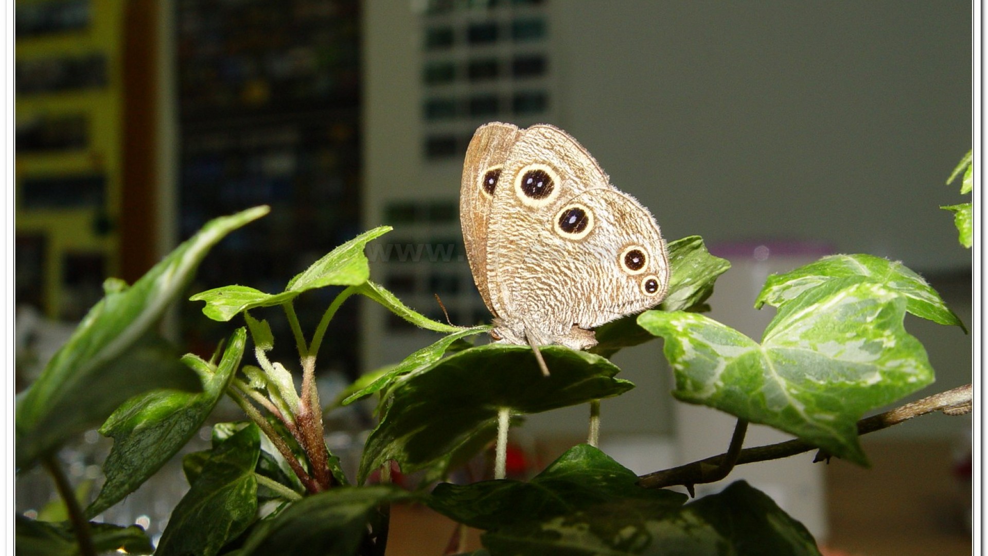 台灣波紋蛇目蝶(Ypthima multistriata )