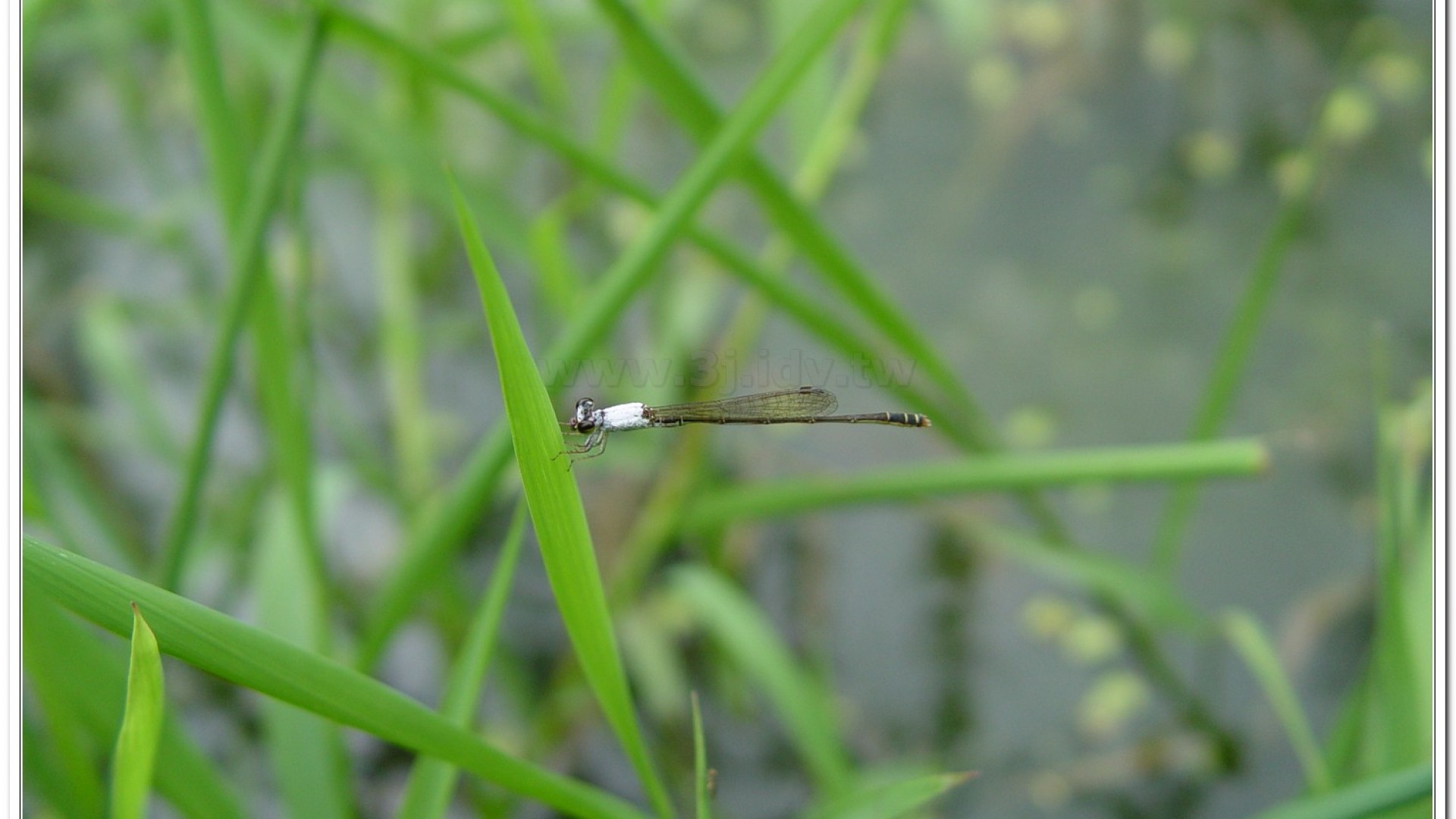 白粉細蟌(Agriocnemis femina oryzae)