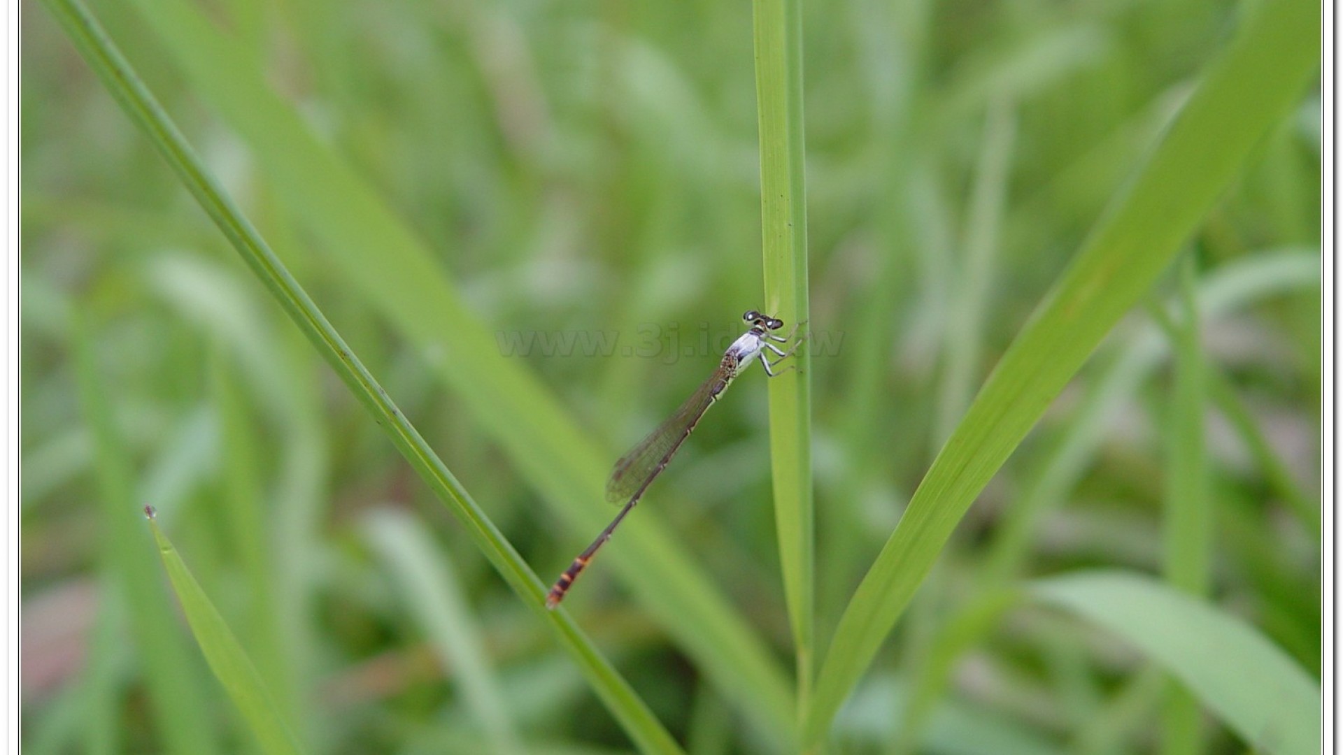 白粉細蟌(Agriocnemis femina oryzae)