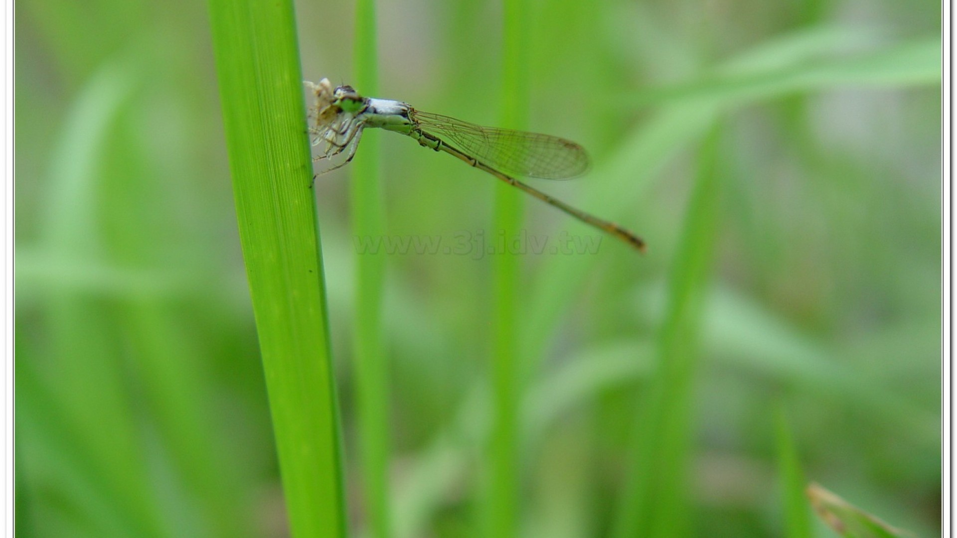 白粉細蟌(Agriocnemis femina oryzae)