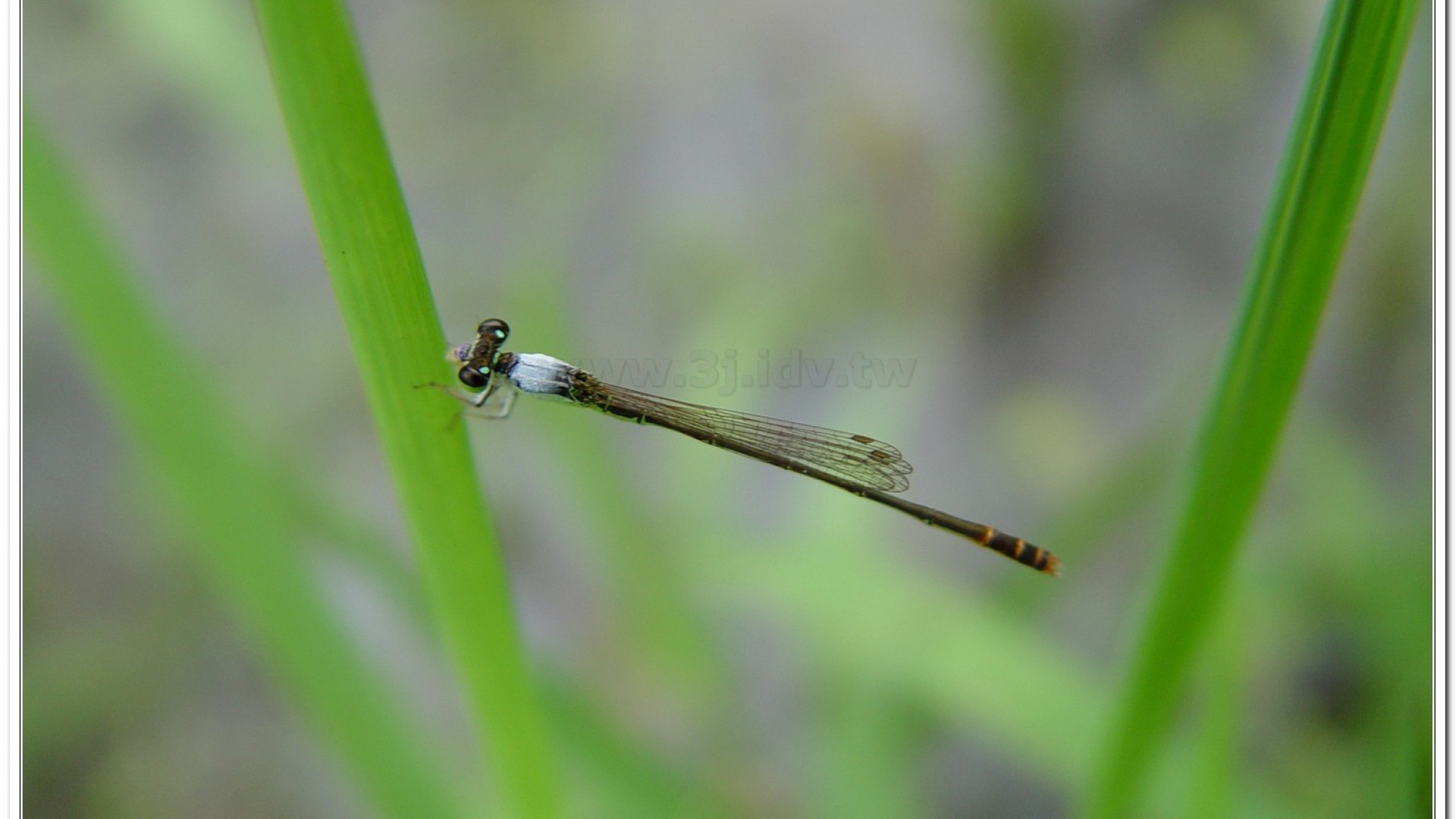 白粉細蟌(Agriocnemis femina oryzae)