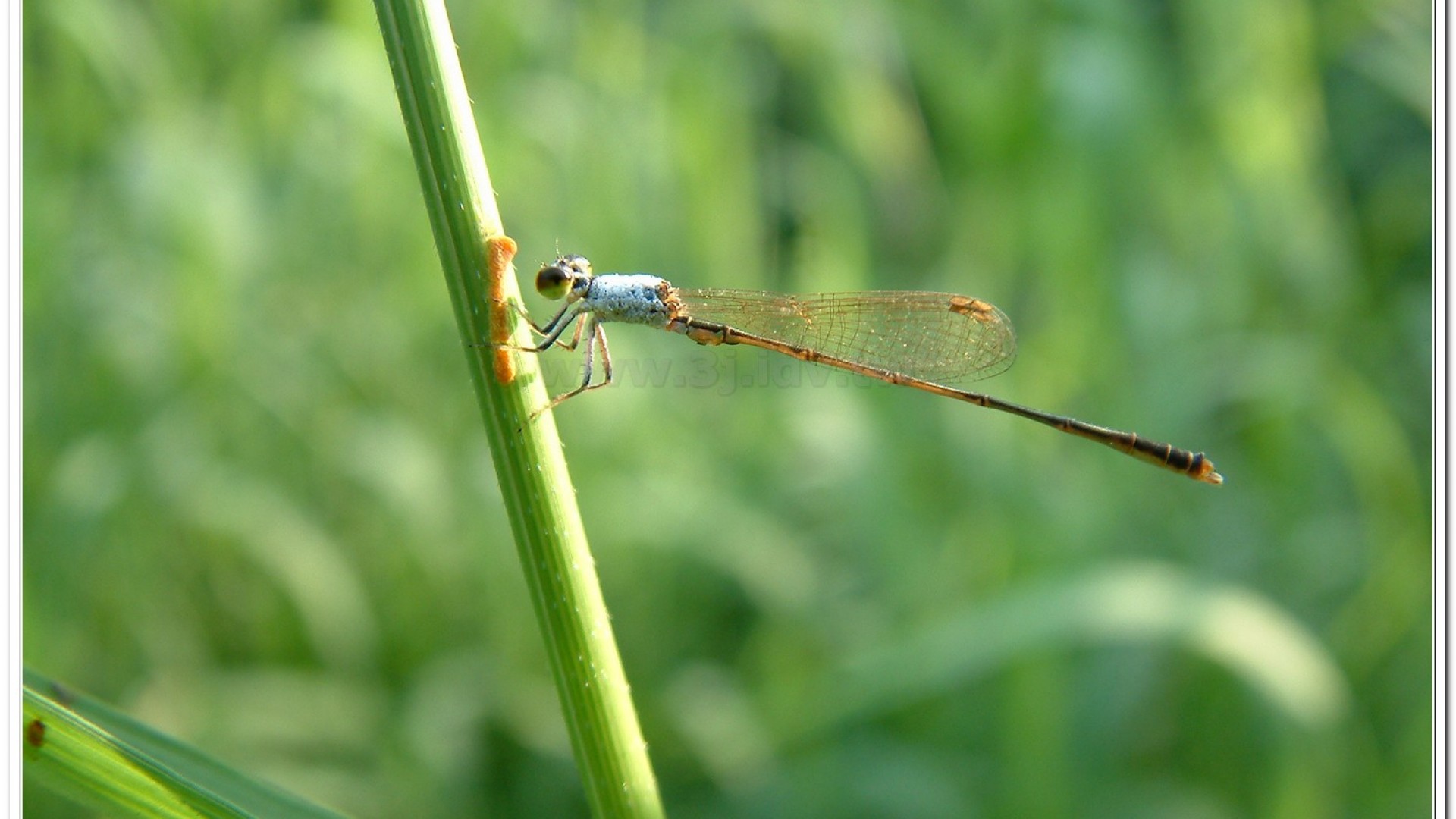 白粉細蟌(Agriocnemis femina oryzae)