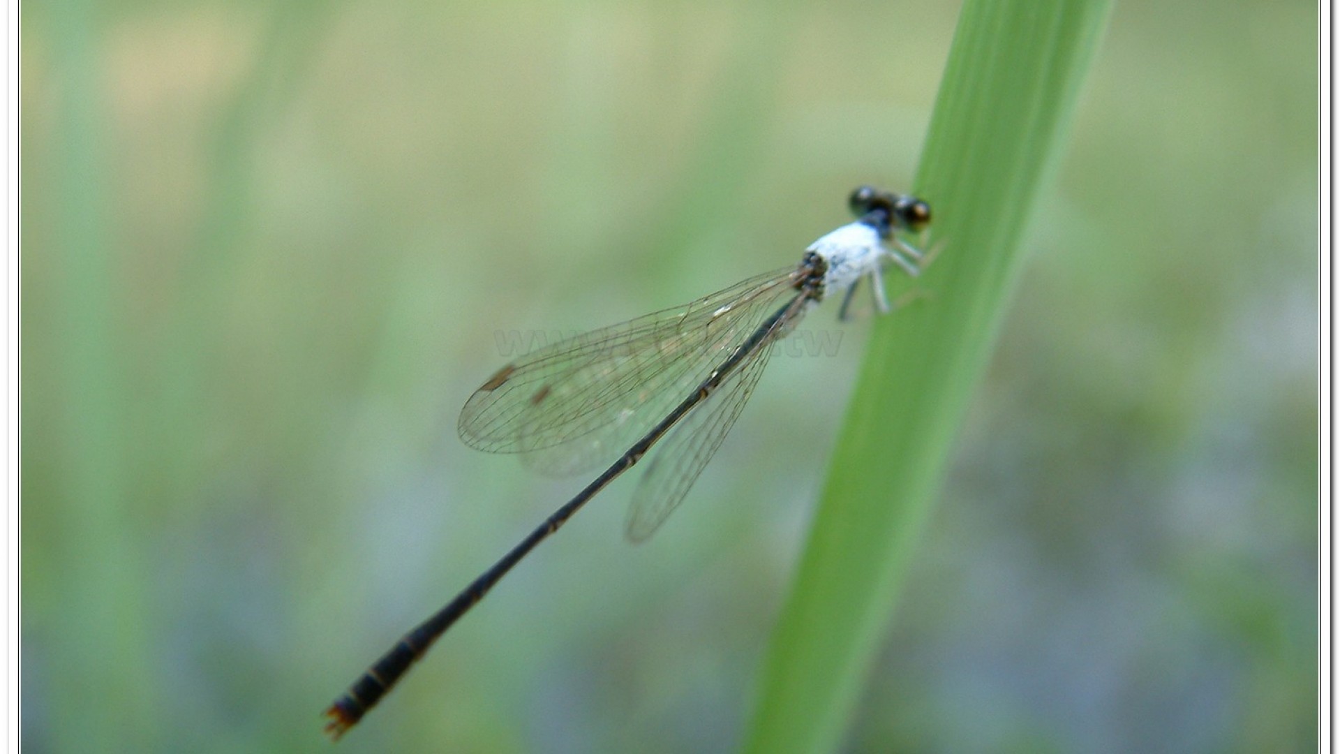 白粉細蟌(Agriocnemis femina oryzae)