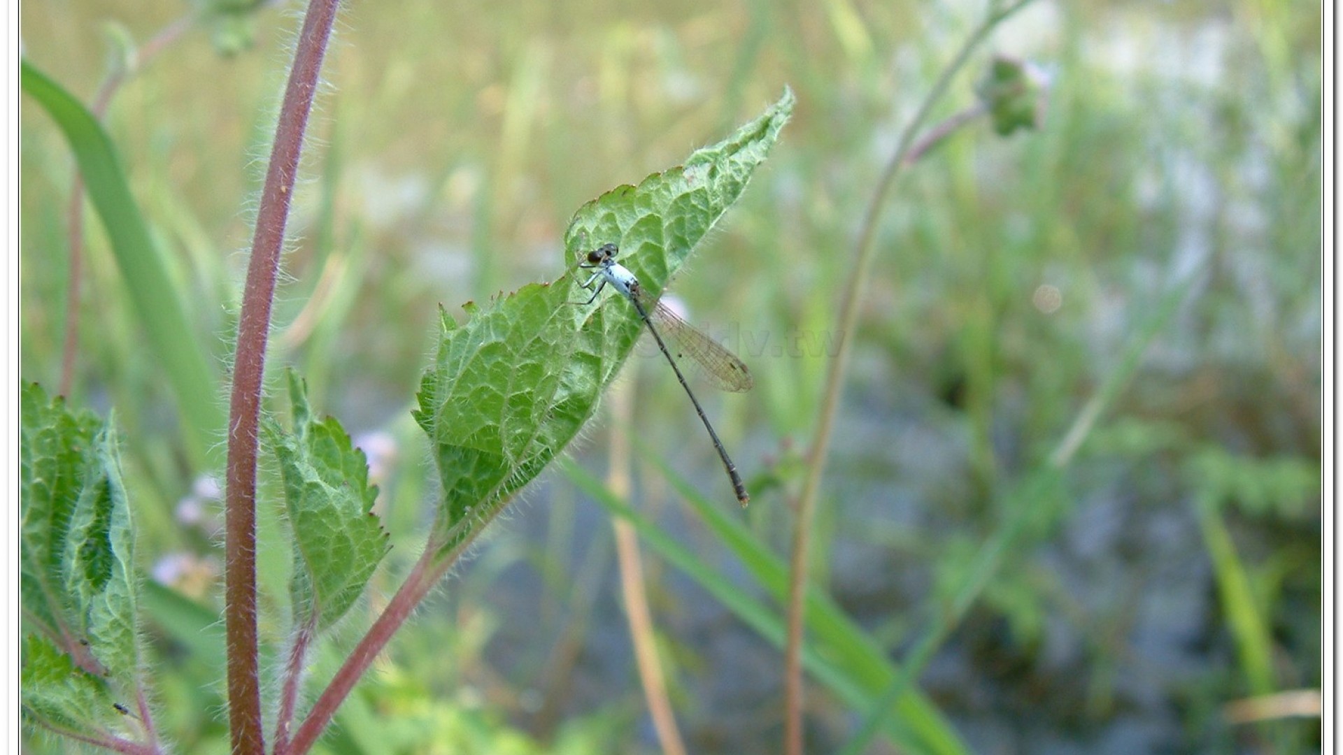 白粉細蟌(Agriocnemis femina oryzae)