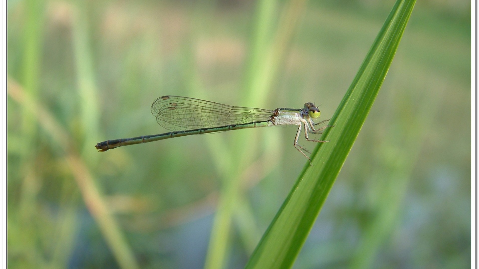 白粉細蟌(Agriocnemis femina oryzae)