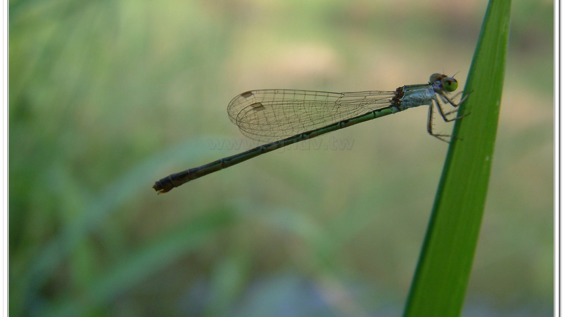 白粉細蟌(Agriocnemis femina oryzae)