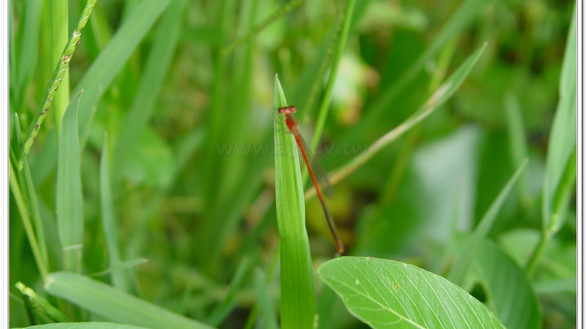 白粉細蟌(Agriocnemis femina oryzae)