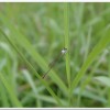 白粉細蟌(Agriocnemis femina oryzae)