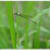 白粉細蟌(Agriocnemis femina oryzae)