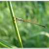白粉細蟌(Agriocnemis femina oryzae)