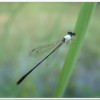 白粉細蟌(Agriocnemis femina oryzae)