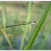 白粉細蟌(Agriocnemis femina oryzae)